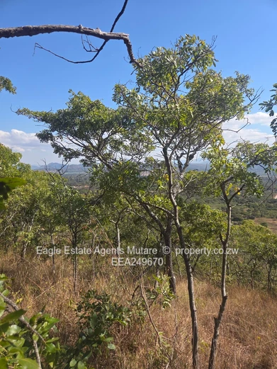 Toronto. Penhalong.Mutare.