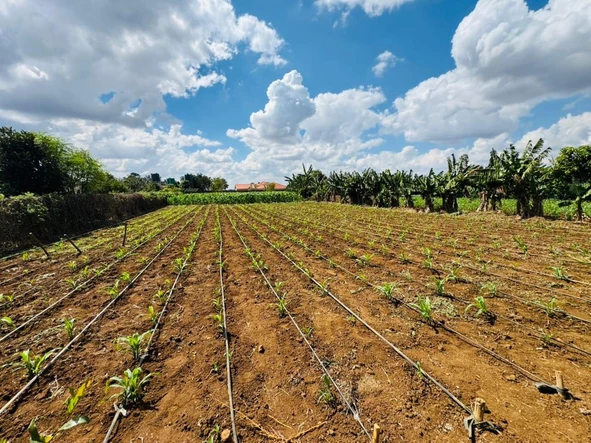 Farm & Agricultural Land