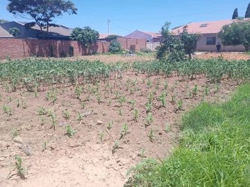 Stands & Residential Land