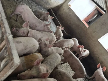 Farm & Agricultural Land