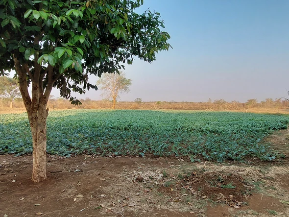 Farm & Agricultural Land