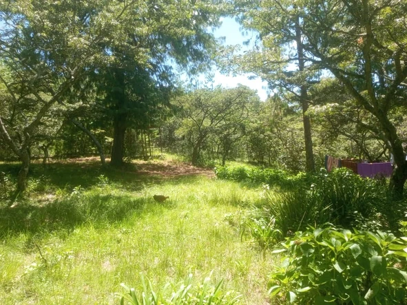 Farm & Agricultural Land