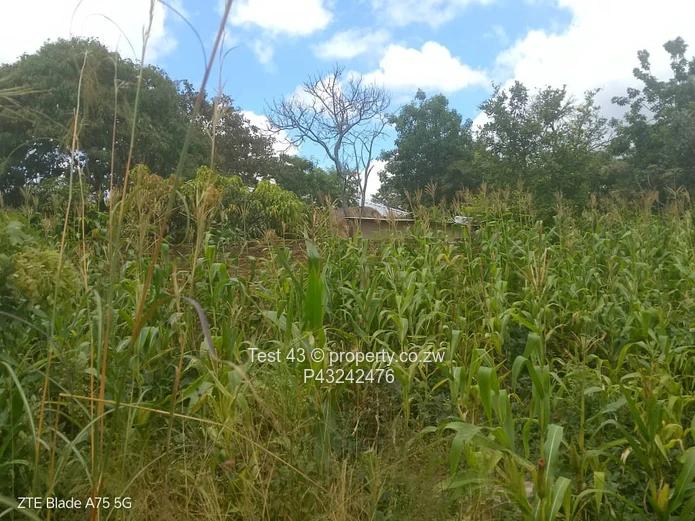 Crowhill stand for sale