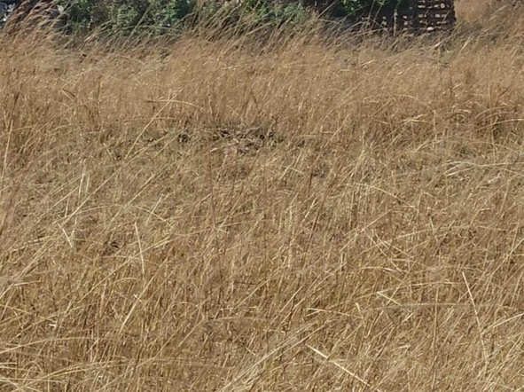 Farm & Agricultural Land