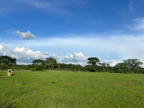 Farm & Agricultural Land