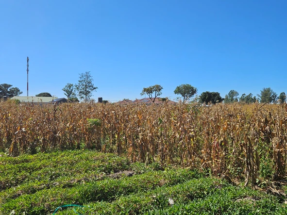 Stands & Residential Land