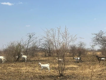 Farm & Agricultural Land