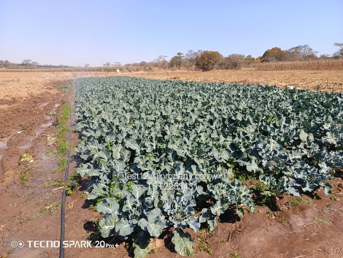 Mazowe Farm For Sale  (Sole Mandate)
