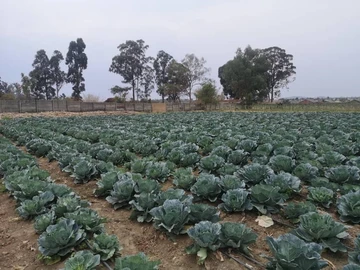 Farm & Agricultural Land