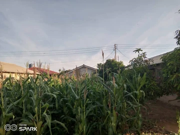 Stand In A Developed Area