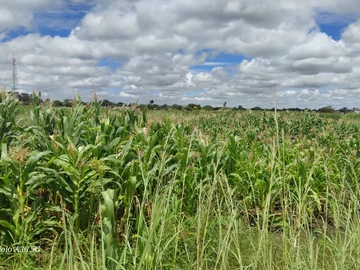 Commercial & Industrial Land