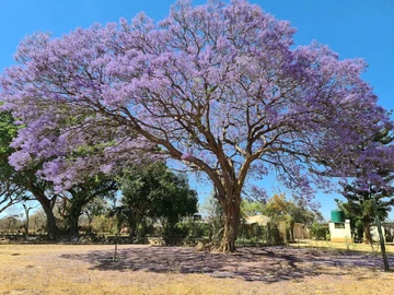 Farm & Agricultural Land