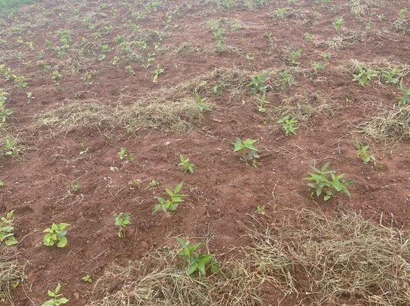 Farm & Agricultural Land