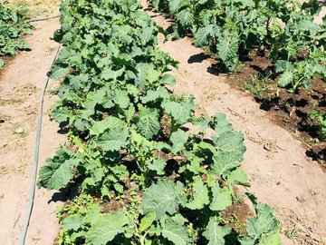 Farm & Agricultural Land