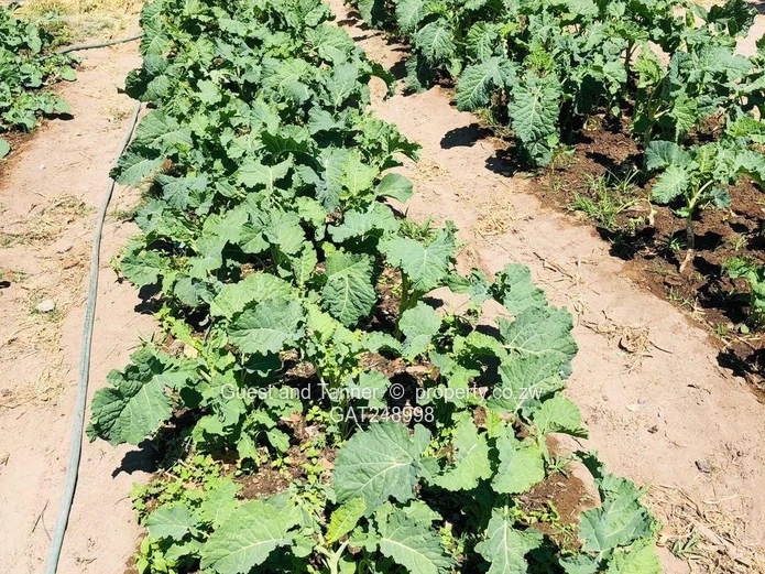 2 Prime Agricultural Plots for Sale – Ngezi Farming Area 