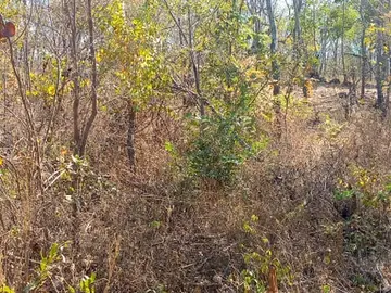 Farm & Agricultural Land