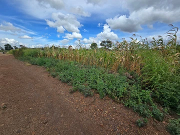 Stands & Residential Land