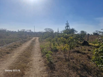 Farm & Agricultural Land