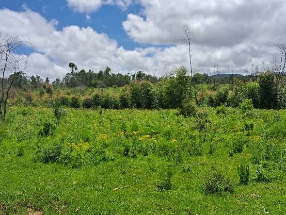 Farm & Agricultural Land