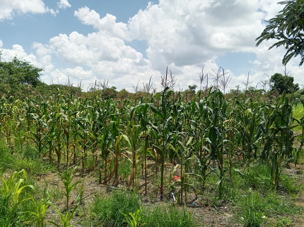 Farm & Agricultural Land