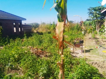 Stand For Sale In Glaudina