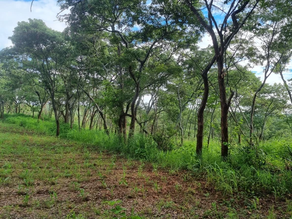 Farm & Agricultural Land