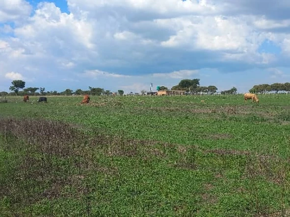 Farm & Agricultural Land