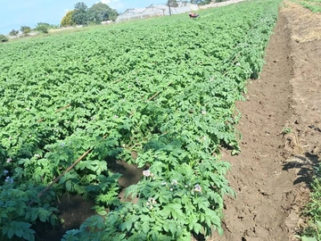Norton plot for sale
