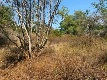 Land
