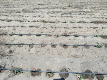 Farm & Agricultural Land