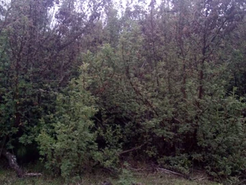 Farm & Agricultural Land