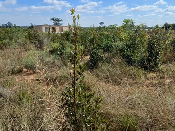 Stands & Residential Land