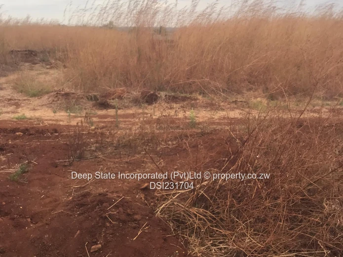 Nyeredzi stand for sale 