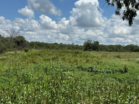 Farm & Agricultural Land