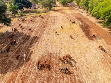 Farm & Agricultural Land