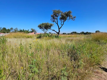 Stands & Residential Land