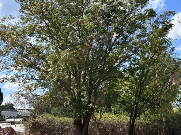 Stands & Residential Land