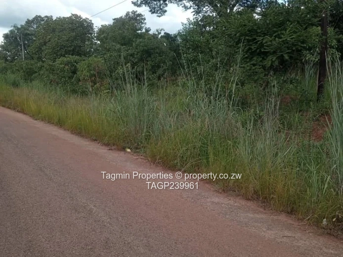 Shawasha hills stand