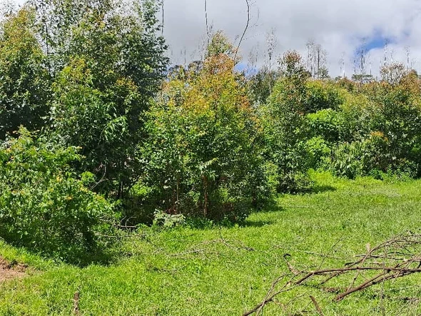 Farm & Agricultural Land