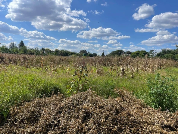 Stands & Residential Land