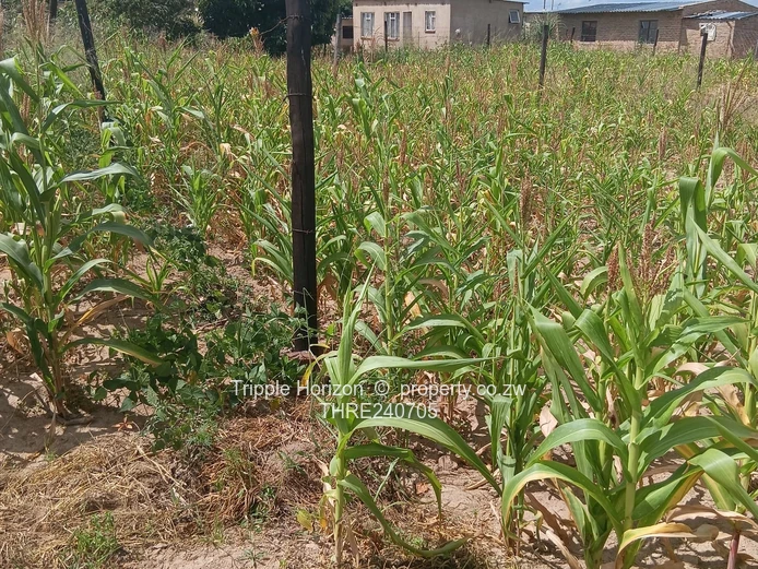 Stoneridge Stands For Sale (2) (Sole Mandate)