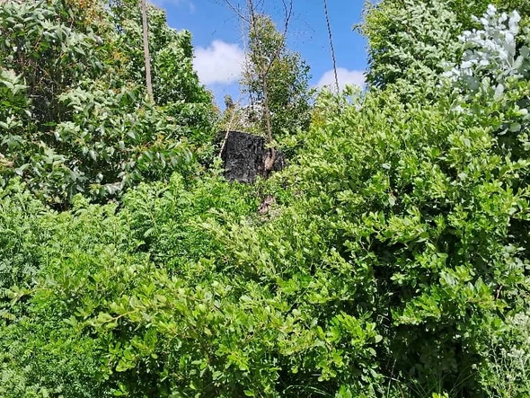 Farm & Agricultural Land