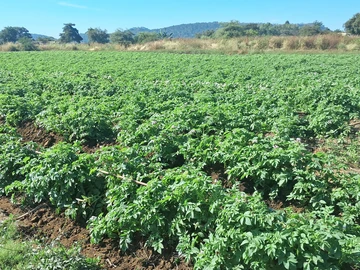 Farm & Agricultural Land