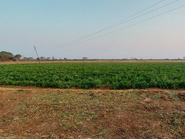 Farm & Agricultural Land