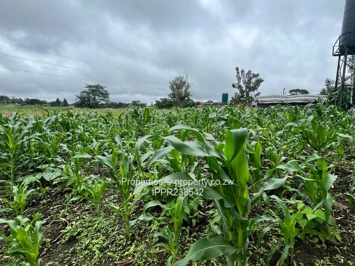 3,300sqm Stand with Title Deeds and Serviced 3-Bedroom Cottage