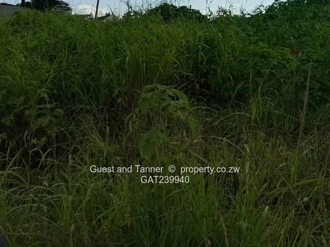 Stand for Sale in Marlborough with Title Deeds