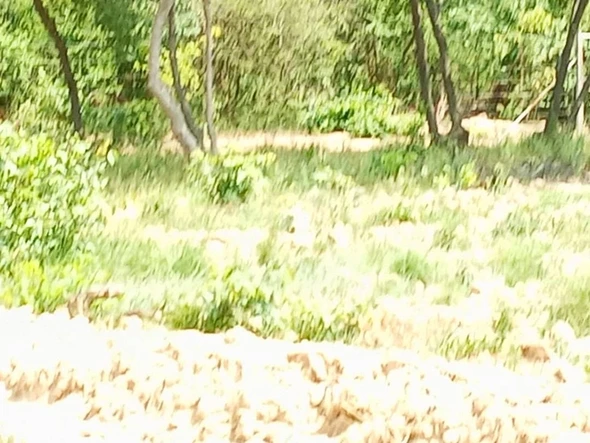 Farm & Agricultural Land