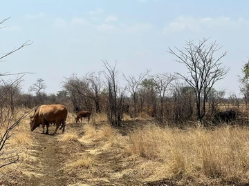 Farm & Agricultural Land