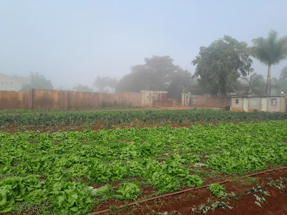 Land