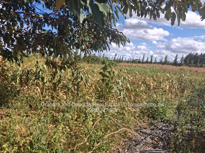 Kadoma Sabona bona plot for sale
